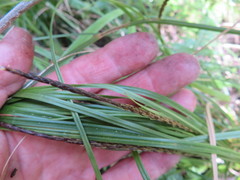 Carex uncinata