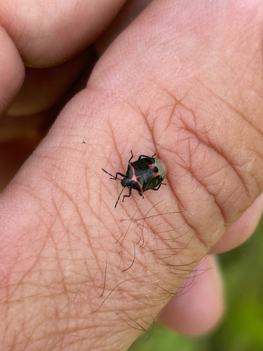 Twice-stabbed Stink Bug