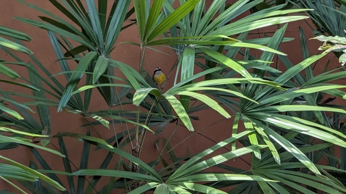 Bananaquit