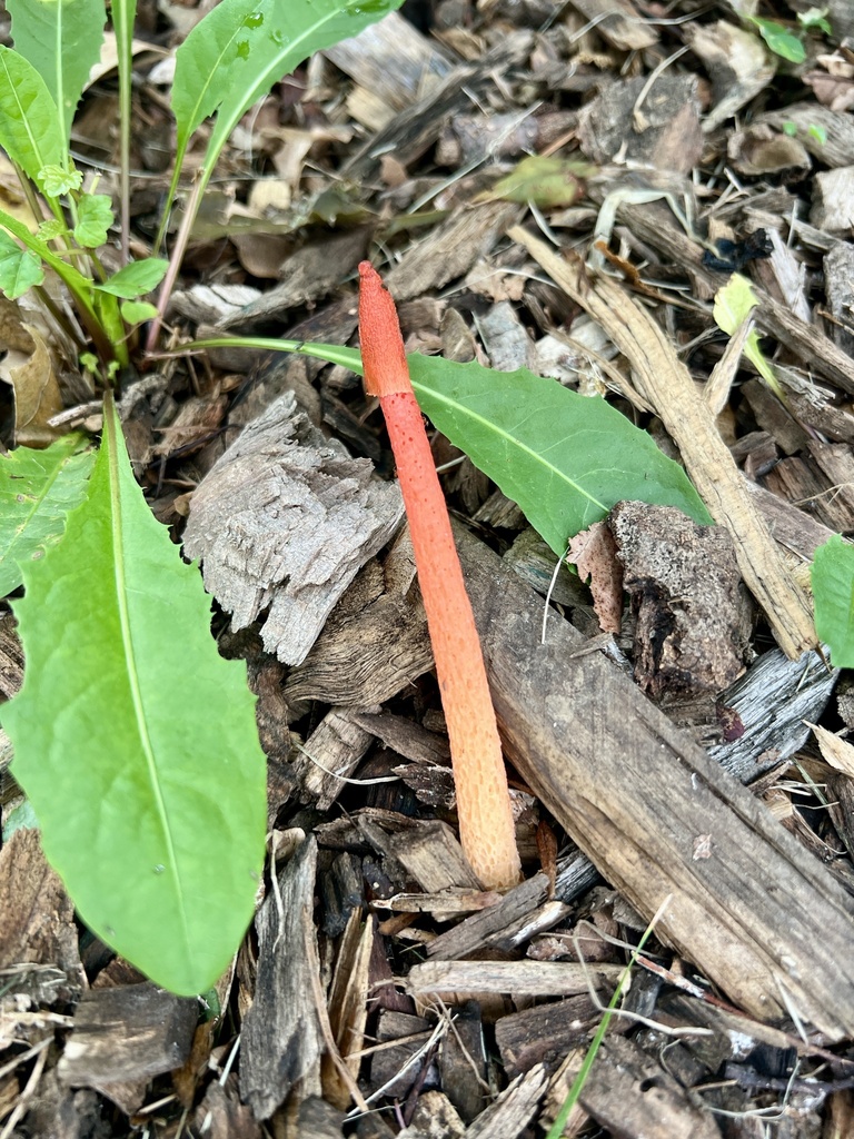Wrinkly Stinkhorn · August 2026 · photo: Photo: no rights reserved · iNaturalist