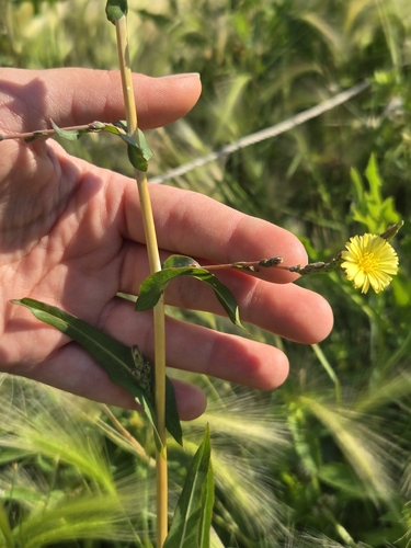 prickly lettuce