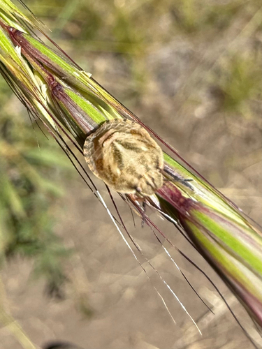 iNaturalist observation photo of Stink Bugs, Shield Bugs, and Allies