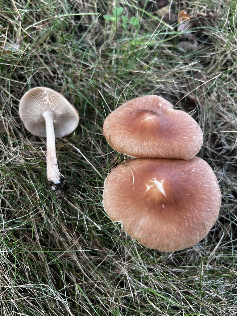 Luxury Caps · August 2026 · photo: Photo: no rights reserved · iNaturalist