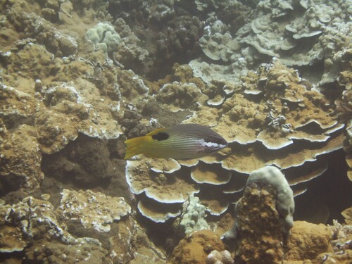 Bodianus albotaeniatus observed 2026-07-29