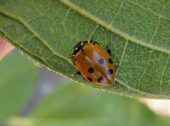 Hippodamia convergens