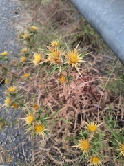 Carlina graeca, photograph (c) Piotr Panek, some rights reserved (CC BY)