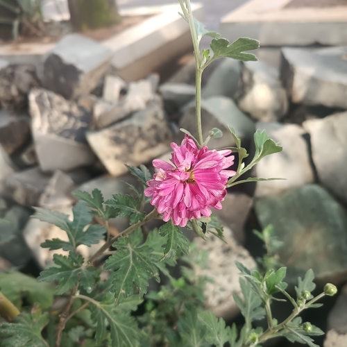 Chrysanthemum morifolium observed 2026-08-06