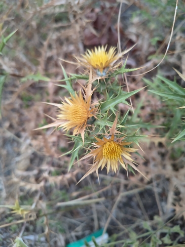 Carlina graeca, photograph 2
