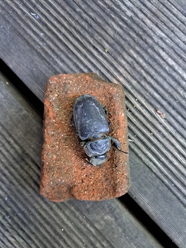 Lucanus cervus