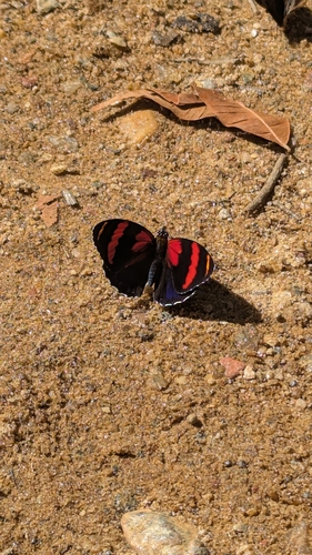 eighty butterfly