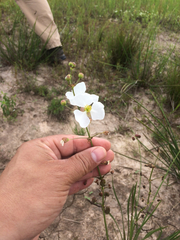 Sagittaria platyphylla