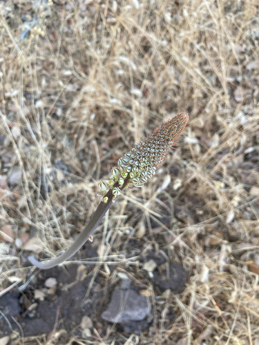sea squill