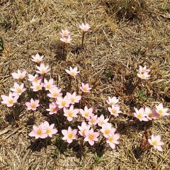 Zephyranthes fosteri