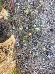 Astragalus didymocarpus