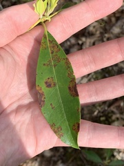 Diaporthe kalmiae