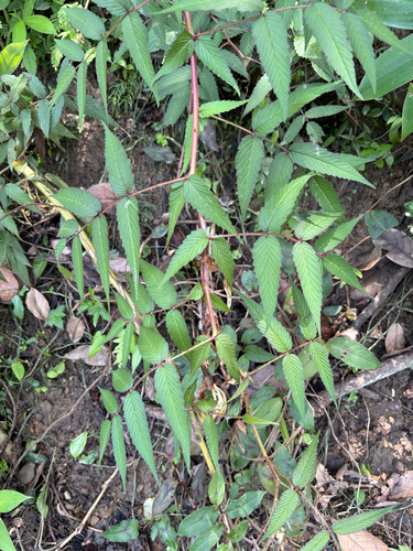 Rubus croceacanthus, photograph 2