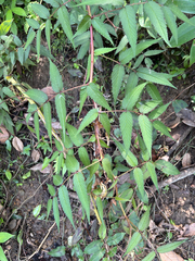Rubus croceacanthus, photograph (c) 呂一起(Lyu yi-chi), some rights reserved (CC BY)