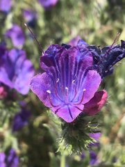 Echium plantagineum
