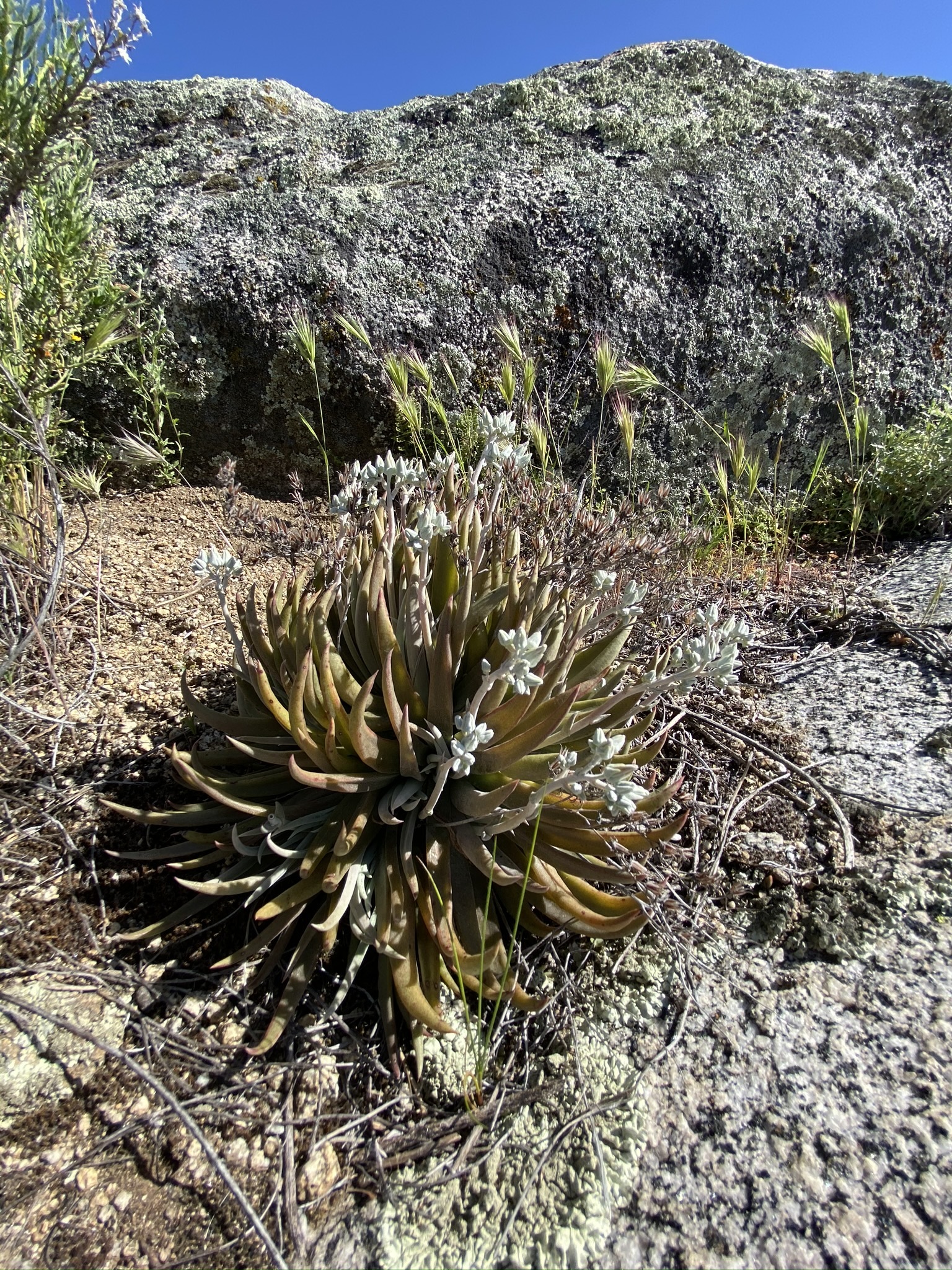 Dudleya abramsii