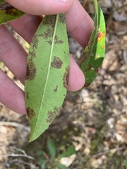 Diaporthe kalmiae