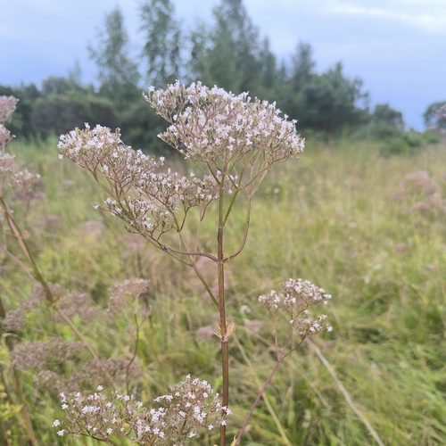 common valerian