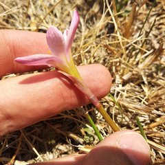 Zephyranthes fosteri