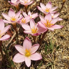 Zephyranthes fosteri