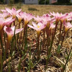 Zephyranthes fosteri