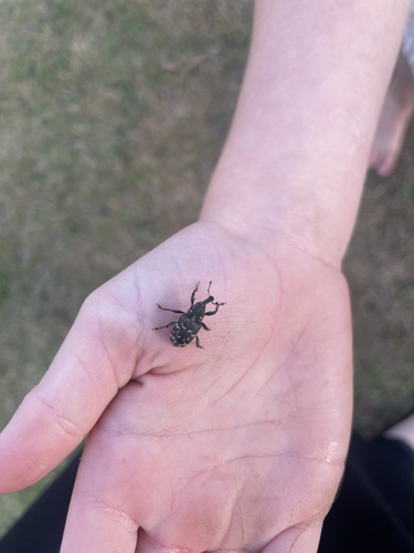 Large Pine Weevil