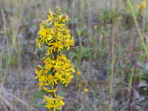 European goldenrod