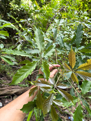 Vitex quinata, photograph (c) 呂一起(Lyu yi-chi), some rights reserved (CC BY)