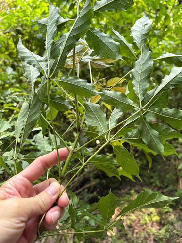 Vitex quinata, photograph 6