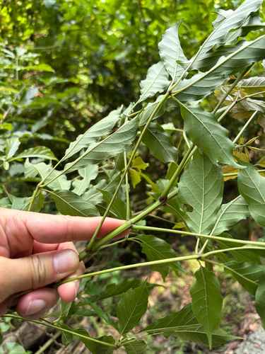 Vitex quinata, photograph 5