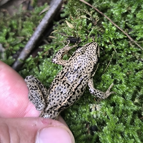 Moor Frog