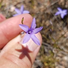 Campanula reverchonii