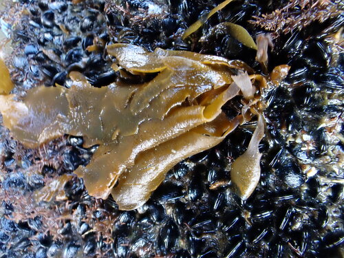 Petalonia binghamiae observed 2026-08-02