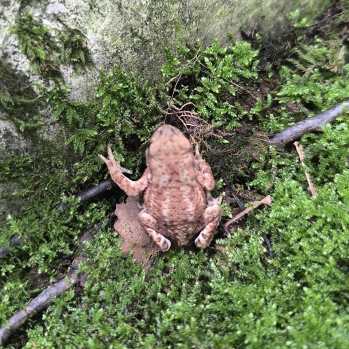 European Toad