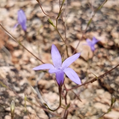 Campanula reverchonii