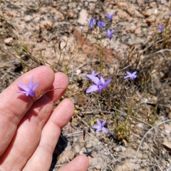 Campanula reverchonii