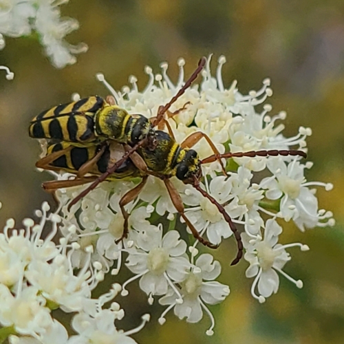 iNaturalist observation photo of Strophiona tigrina
