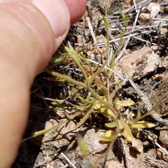 Campanula reverchonii