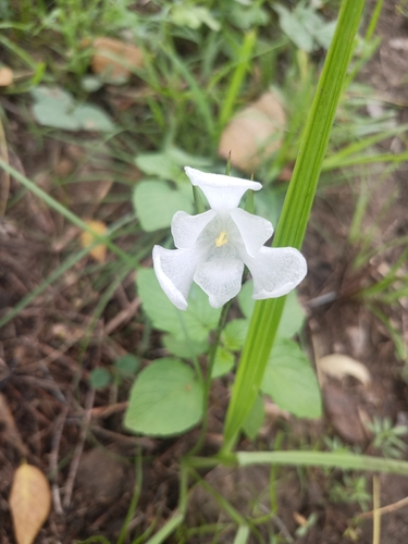 Cipura campanulata