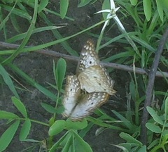 Anartia jatrophae