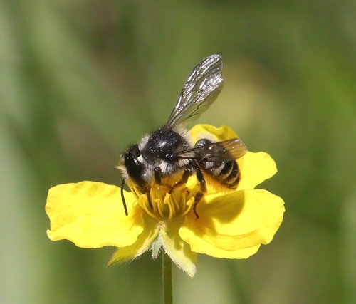 iNaturalist observation photo of Leafcutter, Mortar, and Resin Bees