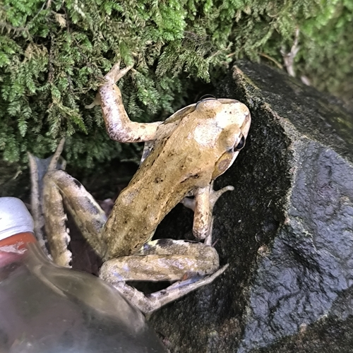 European Common Frog