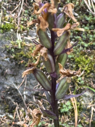 Dactylorhiza majalis, 2026-08-06