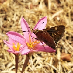 Lon melane vitellina