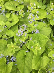 Brunnera