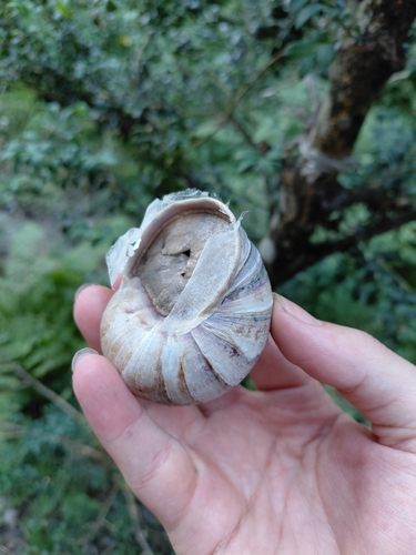 Turkish Snail