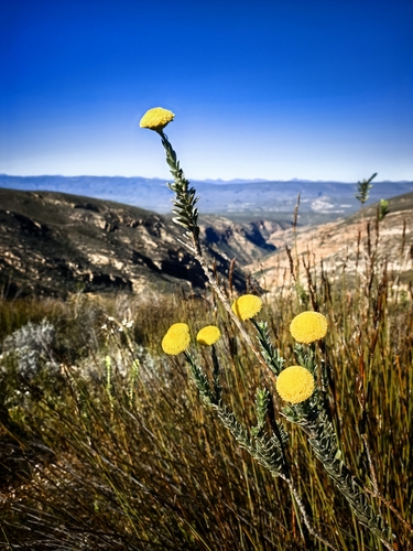 Schistostephium umbellatum, photograph 3